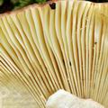 Russula_romelii_bh7499