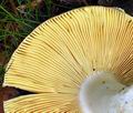 Russula_romelii_bo0866