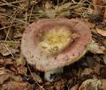 Russula_romelii_bo4058