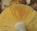 Russula_romelii_bo4062