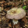 Russula_romelii_bo7655