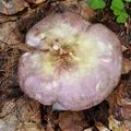 Russula_romelii_bo7661