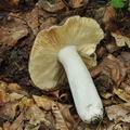 Russula_romelii_bo7664