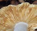 Russula_romelii_bo7666