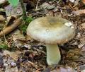 Russula_romellii_bt9916