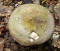 Russula_romellii_bt9920