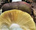 Russula_romellii_bt9928