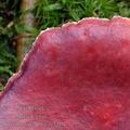 Russula_sardonia_aj3161