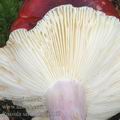 Russula_sardonia_aj3169