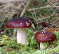 Russula_sardonia_am0137