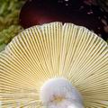 Russula_sardonia_am0142