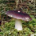 Russula_sardonia_am0144