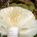 Russula_sardonia_am0162