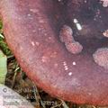 Russula_sardonia_be4124