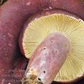 Russula_sardonia_be4127