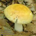 Russula_solaris_ac4587