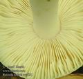 Russula_solaris_ac4591