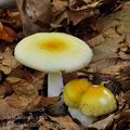 Russula_solaris_be4063