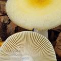 Russula_solaris_be4066