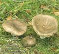 Russula_sororia_af2931