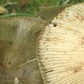 Russula_sororia_af2934