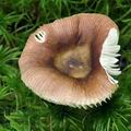 Russula_sphagnicola_bs5704