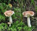 Russula_sphagnicola_bs7096