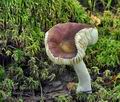 Russula_sphagnicola_bs7220