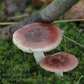 Russula_sphagnophila_ag2388