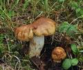 Russula_subfoetens_bk7372