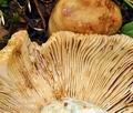 Russula_subfoetens_bk7393