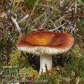 Russula_subrubens_am0160