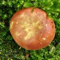 Russula_subrubens_bk5798