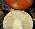 Russula_subrubens_bk5802