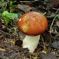 Russula_subrubens_bk5809