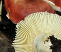 Russula_subrubens_bk5819