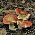 Russula_subrubens_bk7457