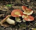 Russula_subrubens_bk7460