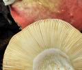 Russula_subrubens_bk7464