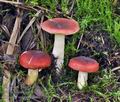 Russula_subrubens_bs7280