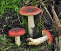 Russula_subrubens_bs7283