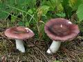 Russula_turci_bo5579