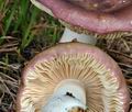 Russula_turci_bo5588