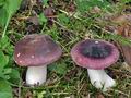 Russula_turci_bo5591