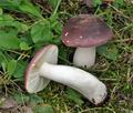 Russula_turci_bo5599