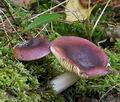 Russula_turci_bs9824