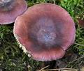 Russula_turci_bs9831