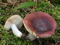 Russula_turci_bs9836