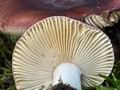 Russula_turci_bs9844