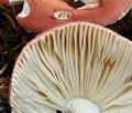 Russula_velenovskyi_bo6614